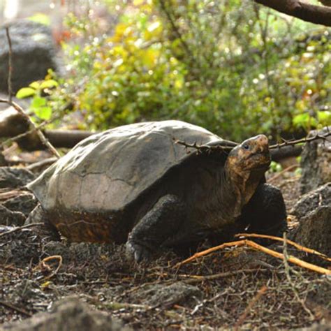 Rediscovered: Volcano-Dwelling Tortoise | Flora & Fauna