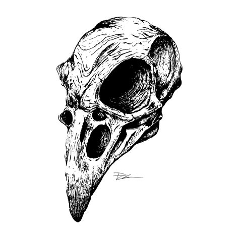 Bird Skull Drawing