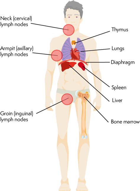 What Is Stage 4 Follicular Lymphoma | 1000 Animal