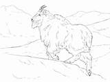 Mountain Goat Outline Coloring Pages Color Luna  sketch template