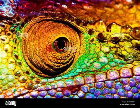 Photo of colorful reptilian eye, closeup head part of chameleon Stock Photo: 52778428 - Alamy