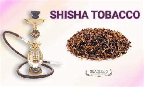 Bong/shisha flavored tobacco - Gea Seeds