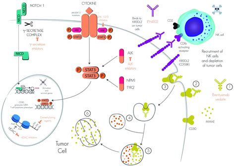 CD30-positive primary cutaneous lymphoproliferative disorders ...