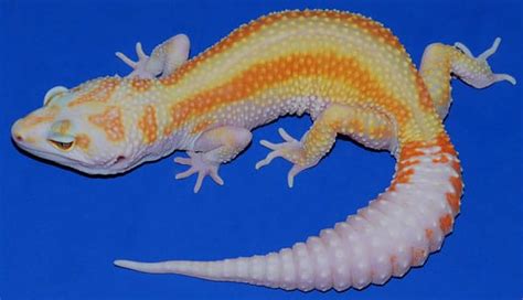 35 Awesome Leopard Gecko Morphs (With Pictures): The Complete Guide