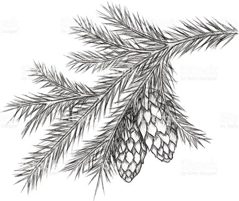 Pine Cones Drawing at GetDrawings | Free download