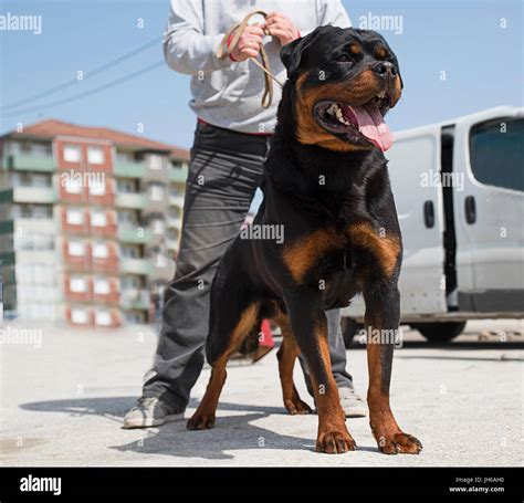 Angry Rottweiler