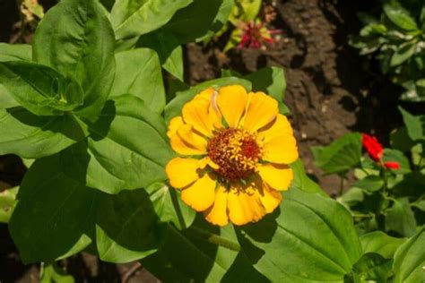 Zinnia Flower Meaning and Symbolism of Different Colors Zinnia Flower ...