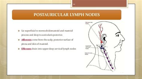 Lymphatic drainage of head & neck