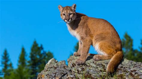 Multiple mountain lion sightings near the Presidio in San Francisco ...