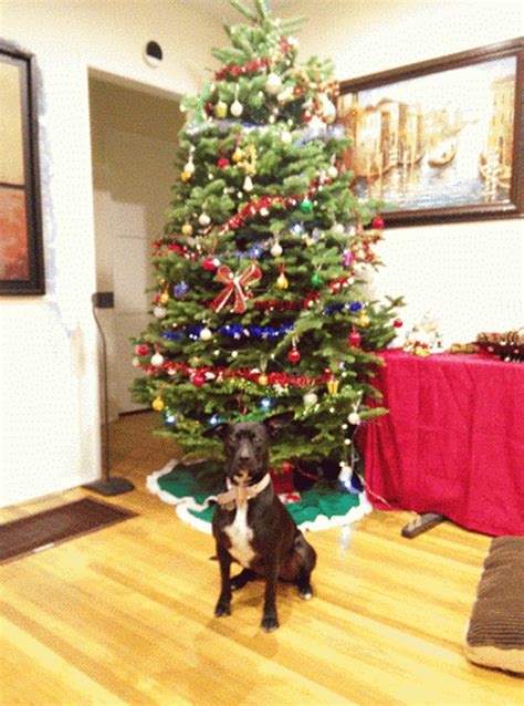 Cute Black Christmas Dog Snowing GIF | GIFDB.com