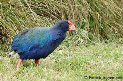 Family Rallidae - Rails, coots, swamphens