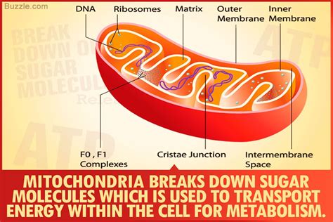 Mitochondria Structure and Functions | Mitochondria, Structure and ...