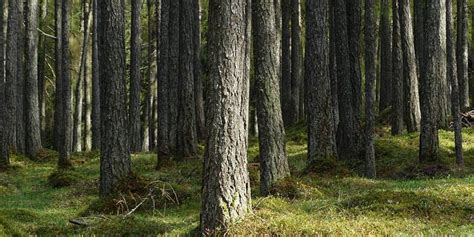 Pohon Pinus (Pinus merkusii): Hutan Pinus, Habitat, Sebaran, Morfologi, Manfaat, dan Budidaya