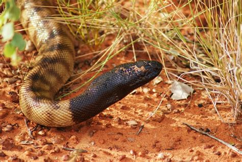 Unexpected Encounters with Australian Reptiles #2 - Black Headed Python (Aspidites ...