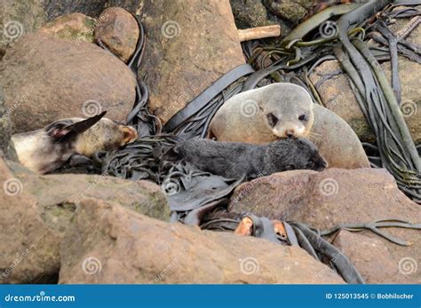 Fur seal with pups stock image. Image of colony, pups - 125013545