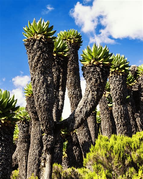 Marvel at the Giant Groundsels of Mt Kilimanjaro – Discvr.blog