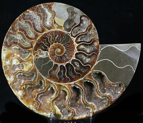 7.7" Cut Ammonite Fossil (Half) - Agatized For Sale (#32526) - FossilEra.com