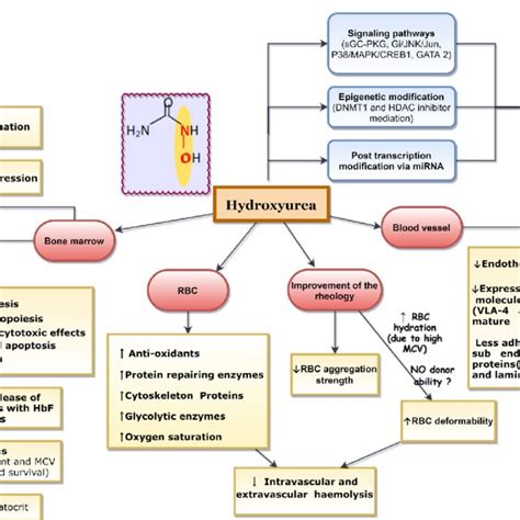 Effects of hydroxyurea in haemoglobinopathies. Hydroxyurea exerts ...