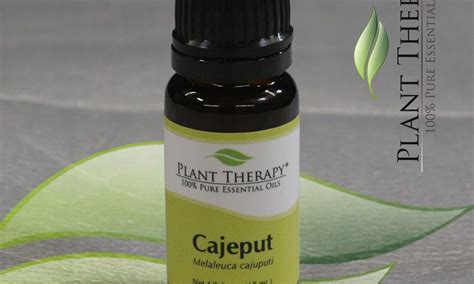 Essential Oil Education - Cajeput – Plant Therapy