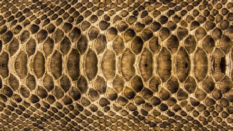 Snake Skin Wallpapers - Top Free Snake Skin Backgrounds - WallpaperAccess