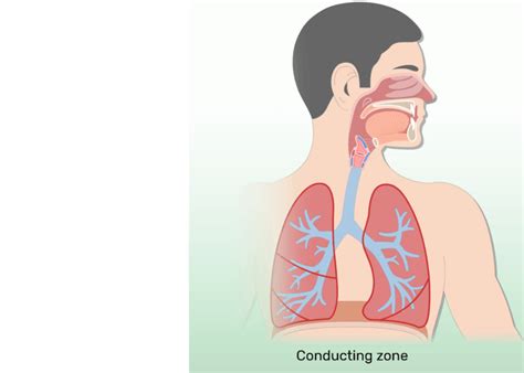 Respiratory Zone Diagram