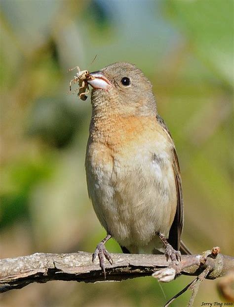 Lazuli Bunting (female) | Hayward california, Bunting, Female