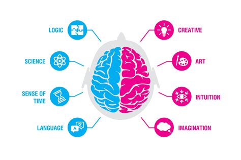 Left Brain vs. Right Brain: Hemisphere Function