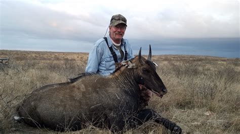 Nilgai - John P. Boerschig Ranches