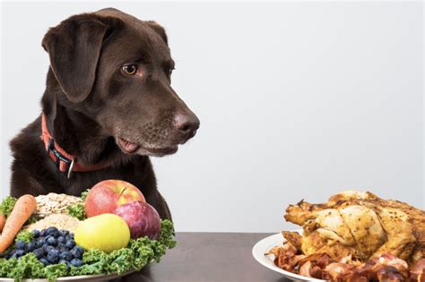 "The Vegan Dog Diet: Navigating the Benefits and Considerations for Your Furry Friend ...