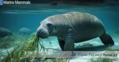 Manatee Predators • Blane Perun's TheSea.Org