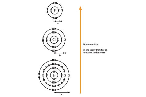 Alkali Metals Periodic Table Reactivity | Elcho Table