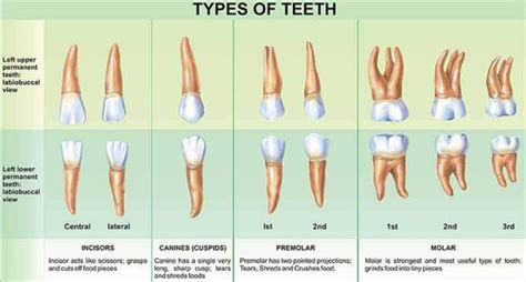 Names and Types of Teeth in English with Illustrations - English