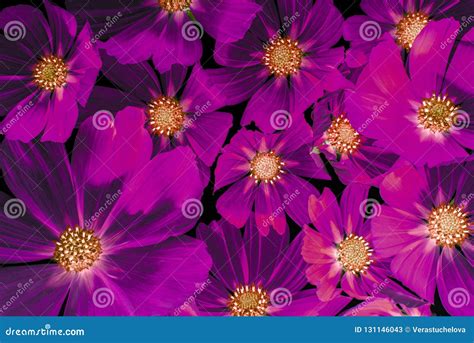 Beautiful Floral Background from Flower Petals Stock Image - Image of ...