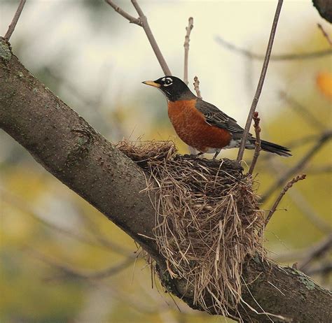 Autumn Robin Photograph by Rosanne Jordan - Fine Art America