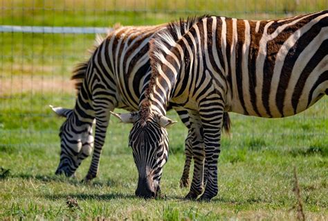 Zebra introduced at Beale Park in West Berkshire