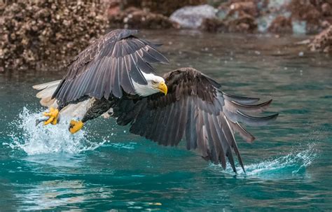 Bald Eagle Catching Fish | Smithsonian Photo Contest | Smithsonian Magazine