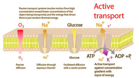 Active transport: The Specially designed Cell Membrane Mechanism