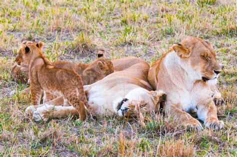 Lion in Kenya 844474 Stock Photo at Vecteezy