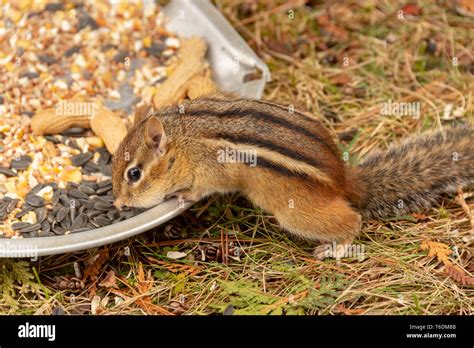 Chipmunk eating nuts hi-res stock photography and images - Alamy