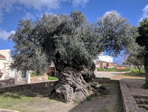 The oldest olive tree in the world -- 4000 years old -- location: Greece, Crete : interestingasfuck