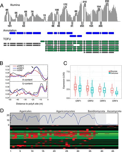 The genome-wide presence of polycistronic mRNAs. a, Short-reads ...