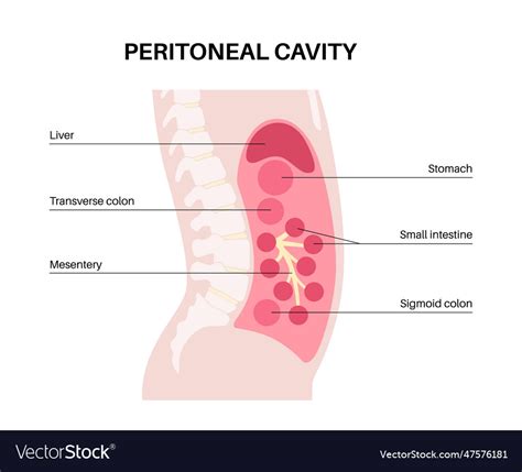 Abdominal cavity anatomy Royalty Free Vector Image