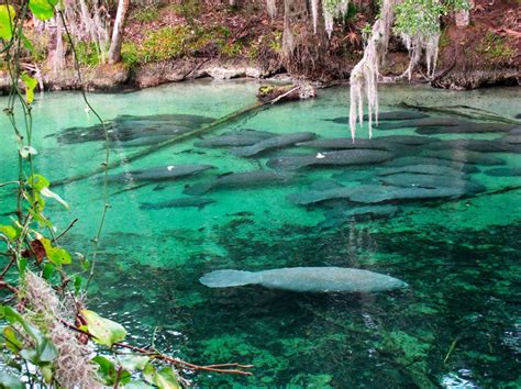 Blue Spring State Park - Amazing Nature Florida