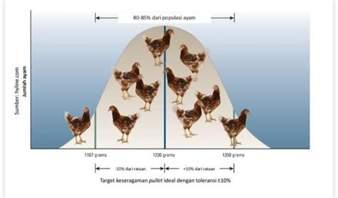 Apa Perbedaan Ayam Pullet Dengan Ayam Betina Dewasa ? | 0856-55-28-11-14 Dokter Unggas, Harga ...