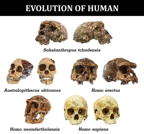 Evolution of human skull ( Sahelanthropus tchadensis . Australopithecus ...