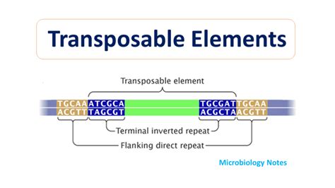 jumping genes ~ Microbiology Notes