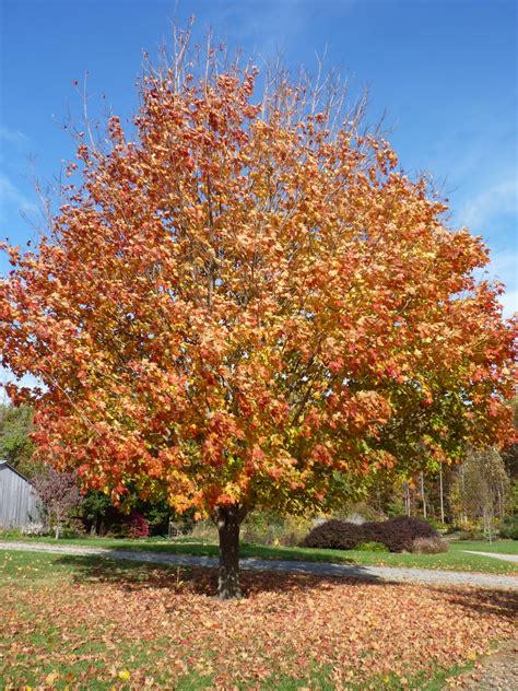 Mountain Glen Farm Journal: My Favorite Sugar Maple Tree