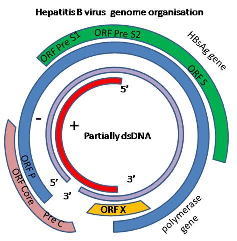 Hepatitis B virus - wikidoc