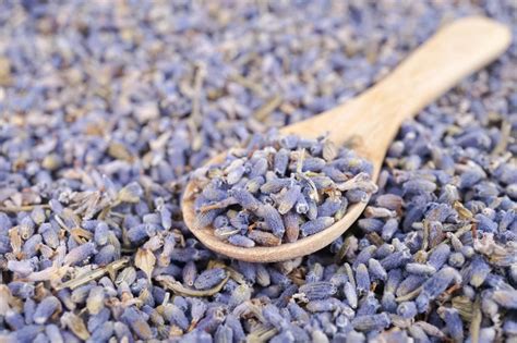 How to Plant Lavender Seeds - Outside In a Pot