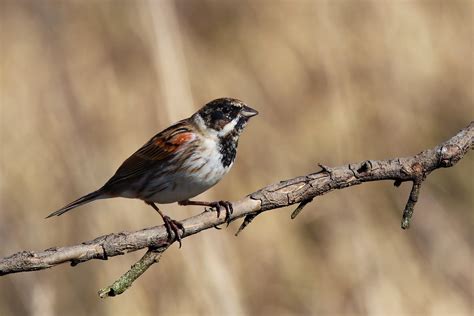 File:Common reed bunting (emberiza schoeniclus) male.jpg - Wikimedia Commons